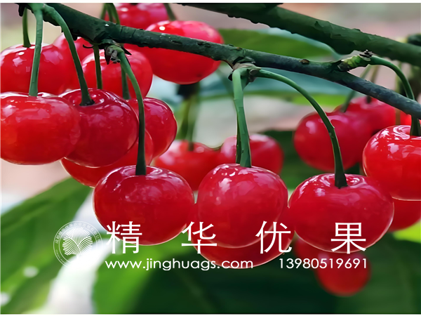 红妃樱桃