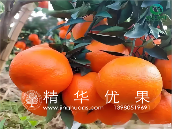 爱媛46号（阿密达）