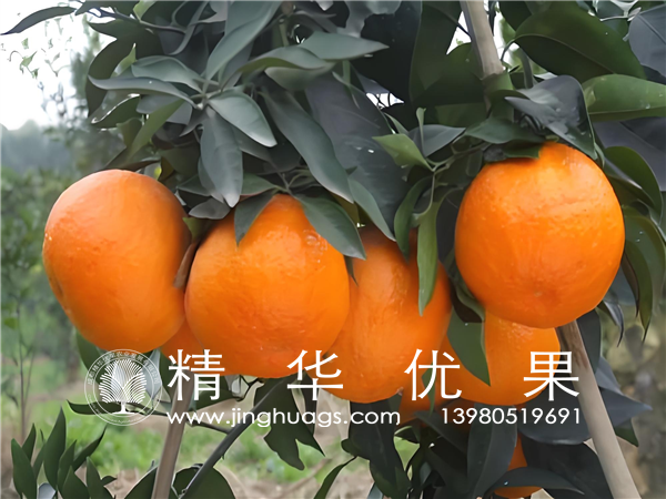 甘平柑橘