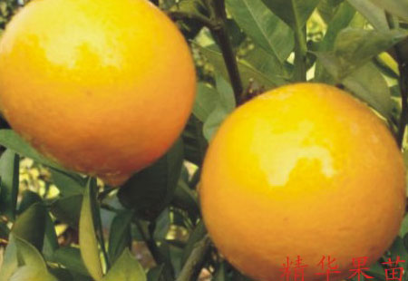 皇帝柑
